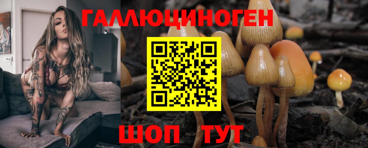 Галлюциногенные грибы Psilocybe Сунжа