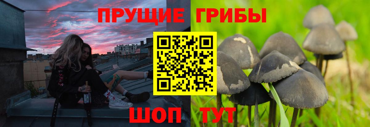 Псилоцибиновые грибы прущие грибы Сунжа